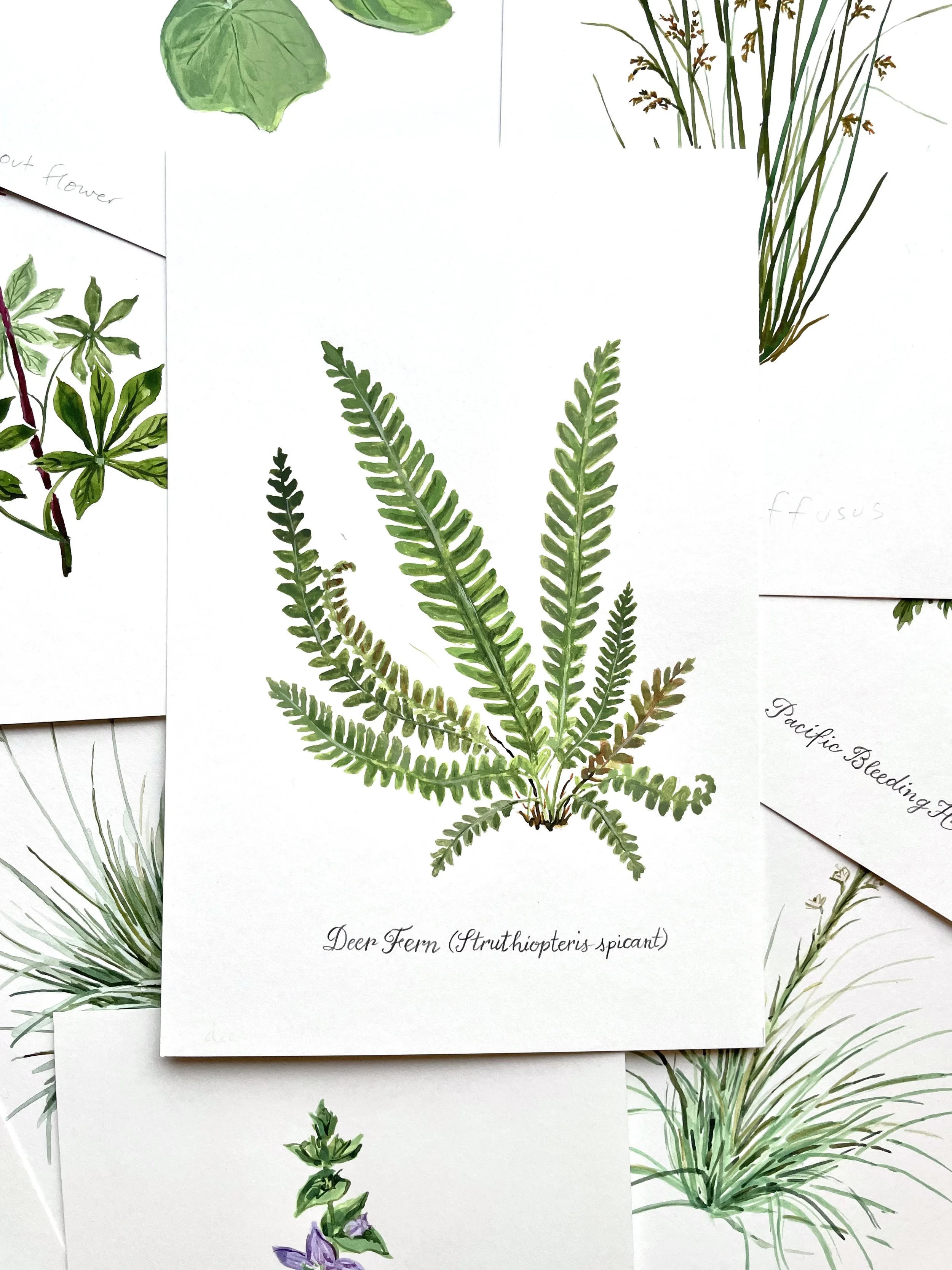 Deerfern, Original Watercolor
