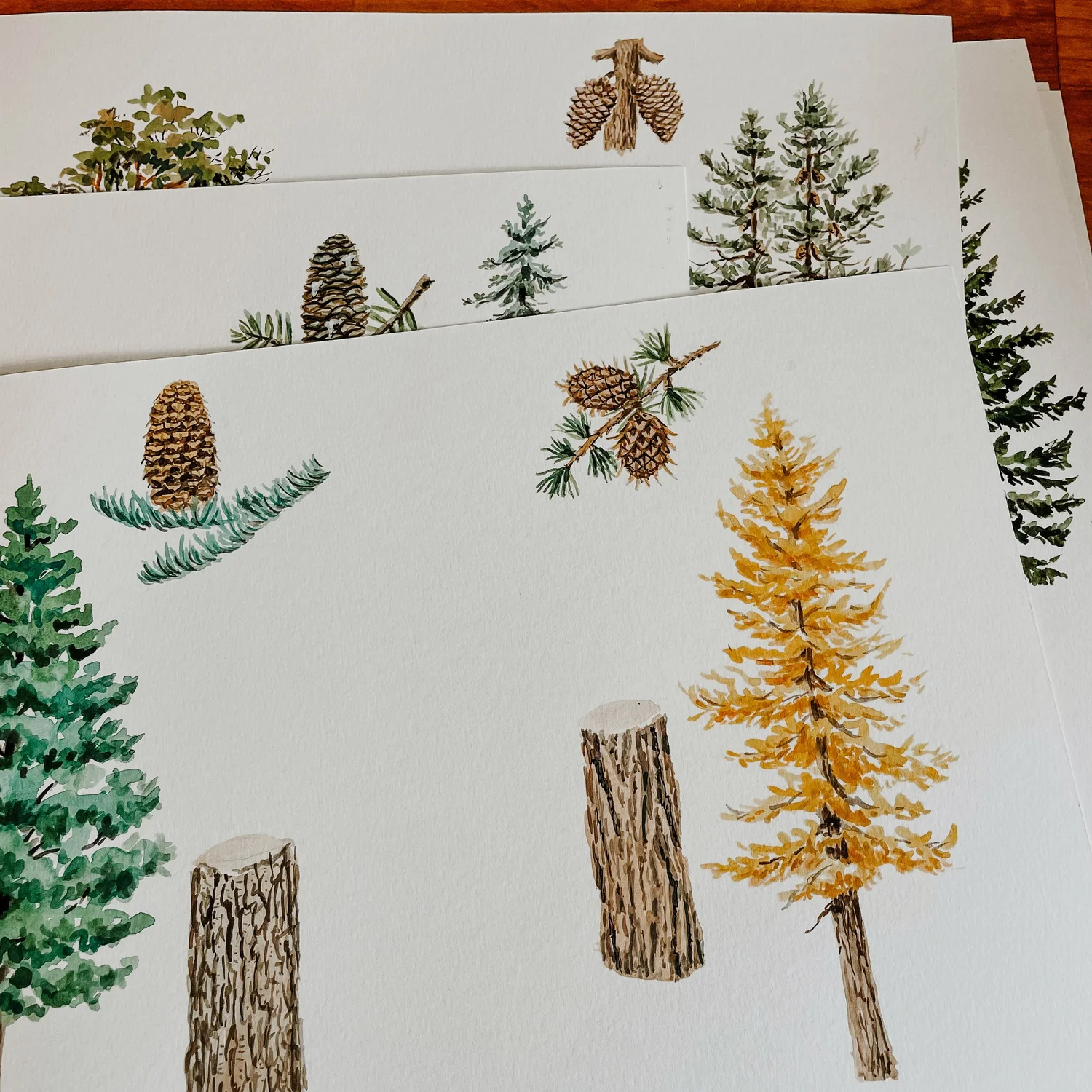 Trees of the Pacific Northwest — Jenna Lechner