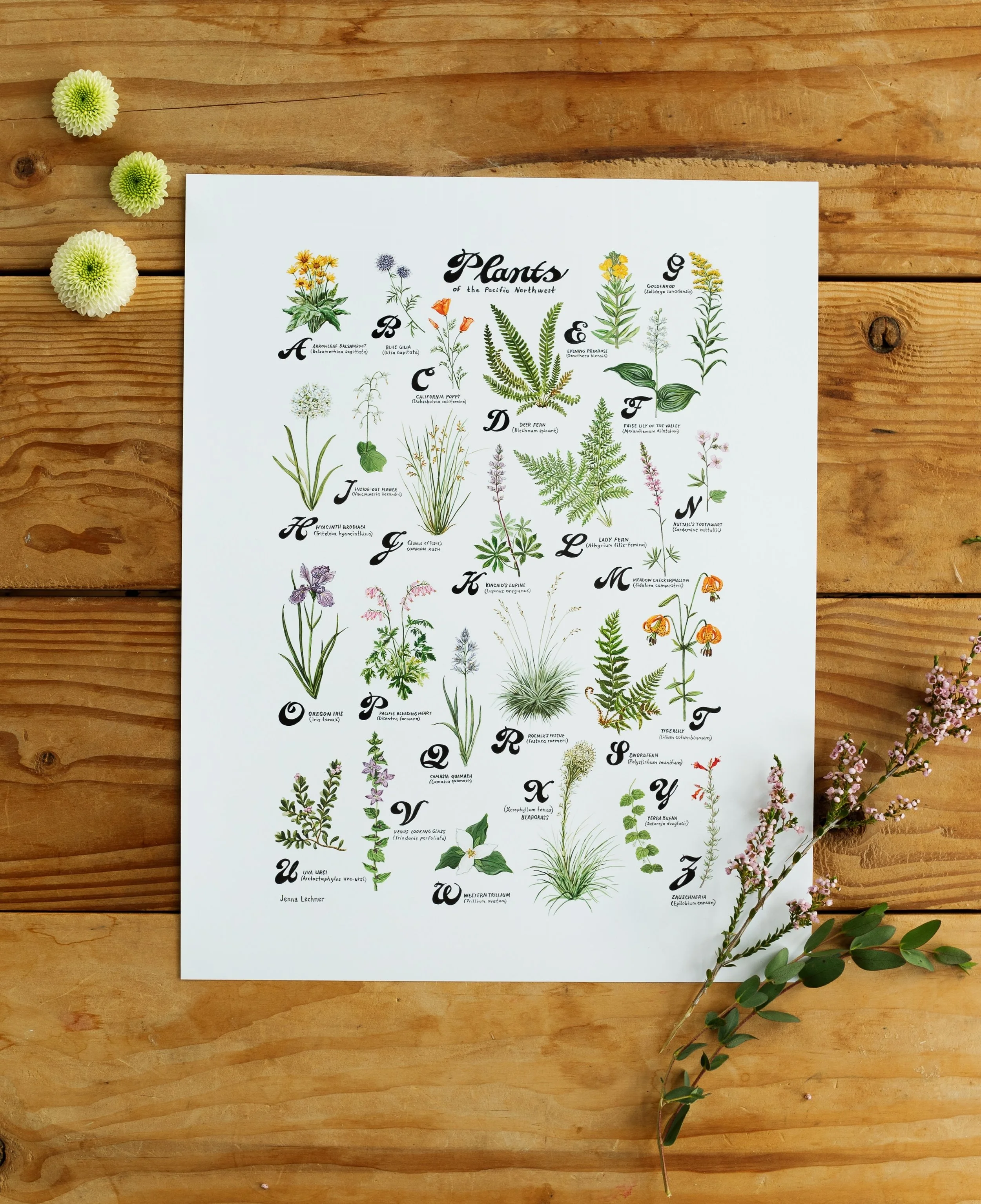 native plants of pacific northwest america by jenna lechner.jpg