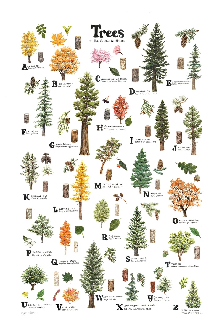 Trees of the Pacific Northwest — Jenna Lechner