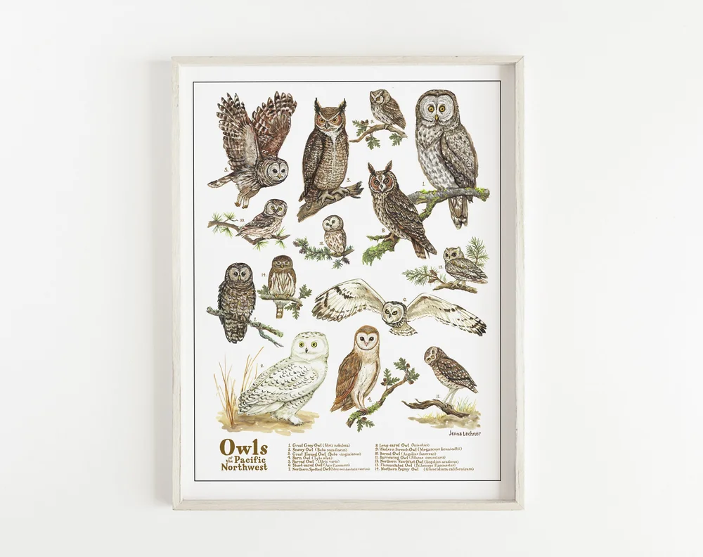 Owls of the Pacific Northwest — Jenna Lechner