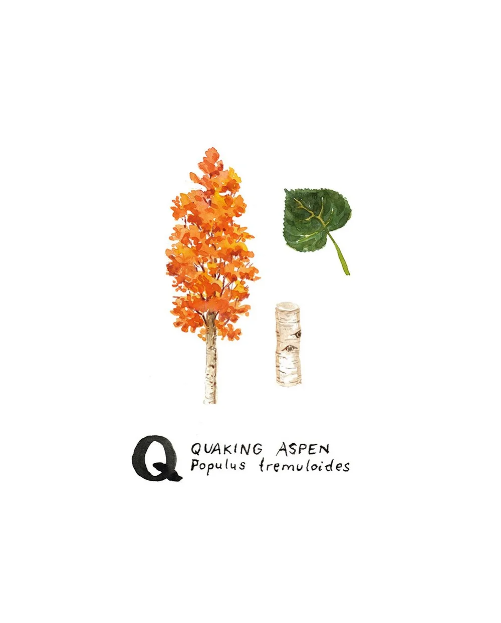 Trees of the Pacific Northwest — Jenna Lechner