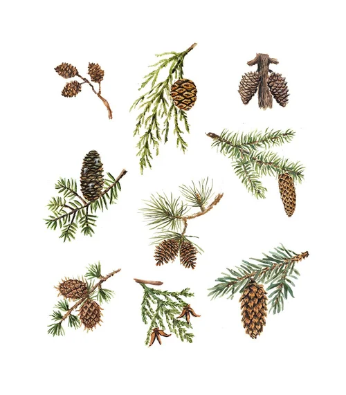 Trees of the Pacific Northwest — Jenna Lechner