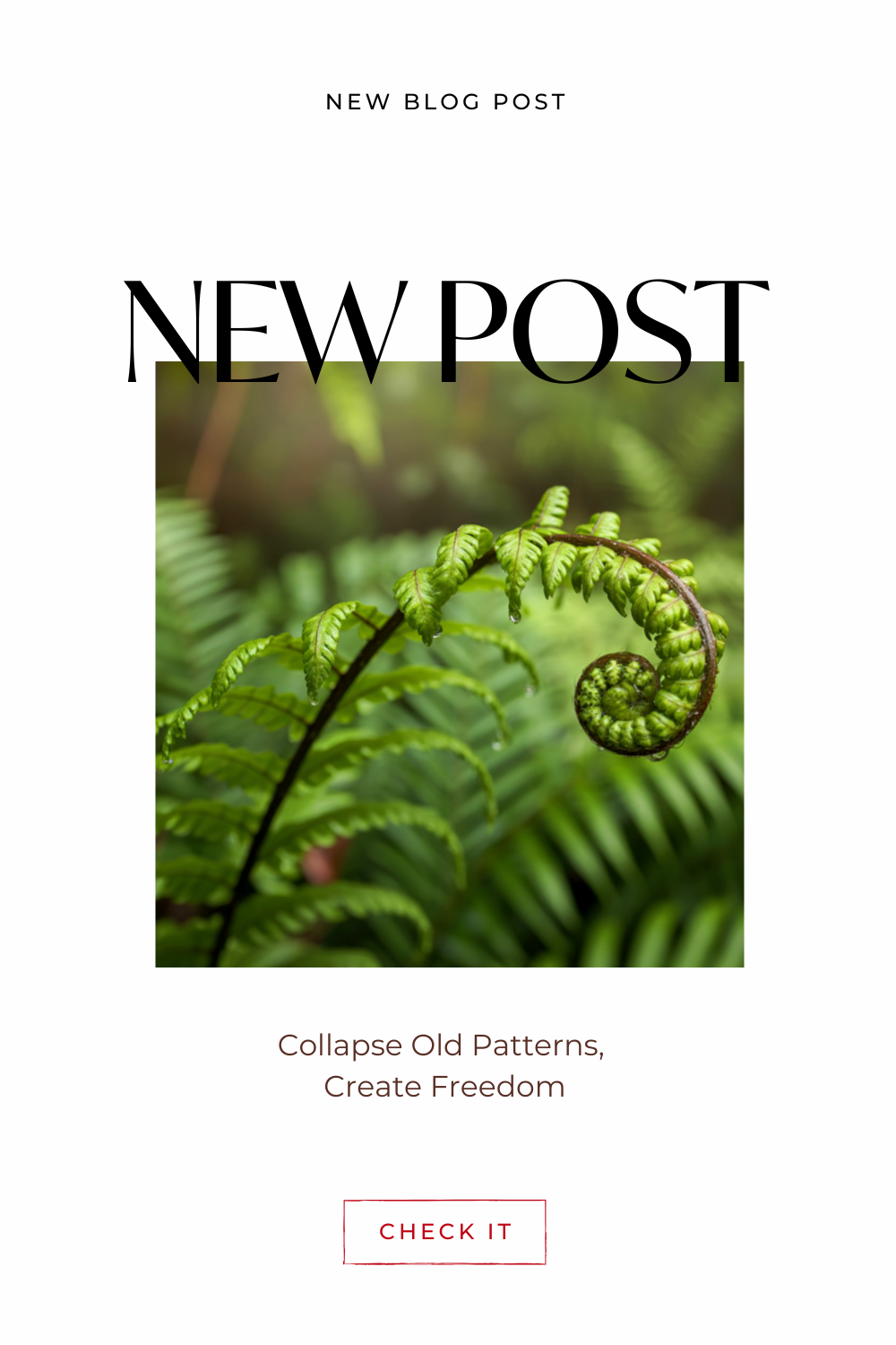 Fern unfurling