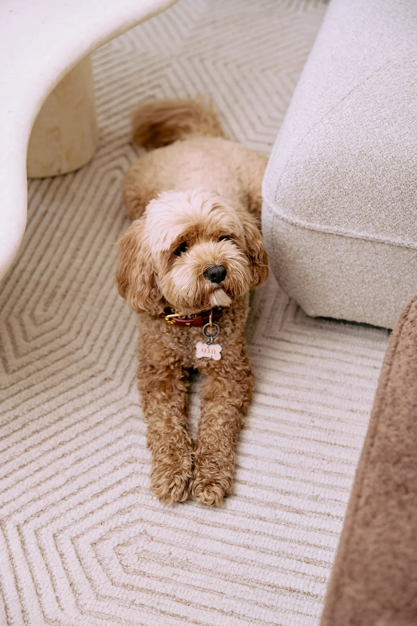 A small, curly-haired dog lying on a beige striped carpet between a beige sofa and a cream-colored armchair, looking up at the camera.