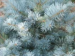 Spruce (Blue) (Organic)