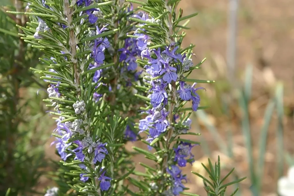 Rosemary (Verbenone)