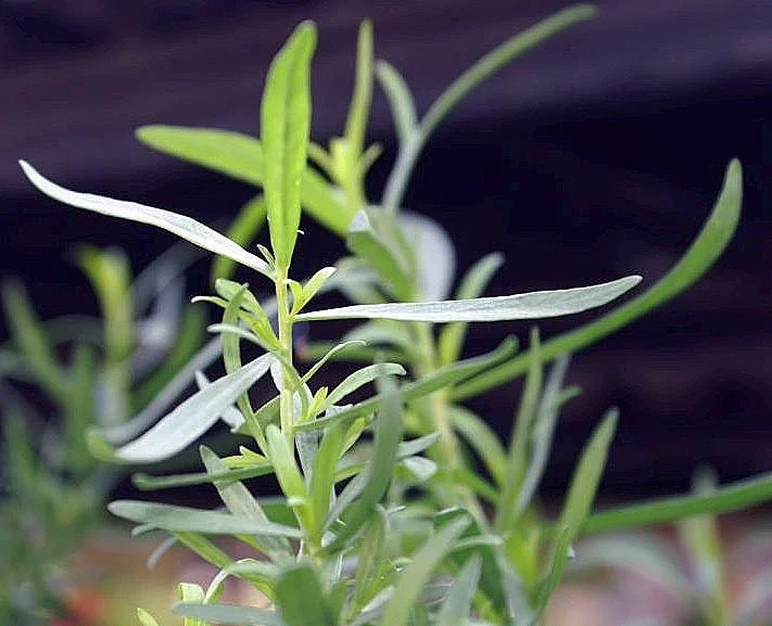Tarragon (Estragon) (French Tarragon)