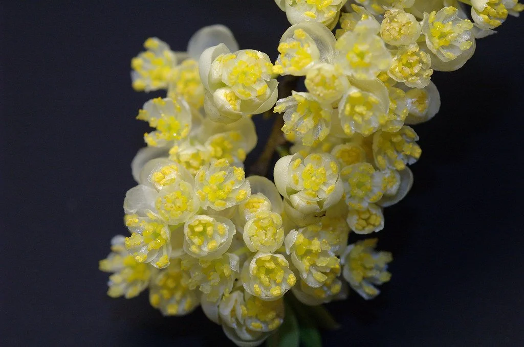 Litsea Cubeba (May Chang)