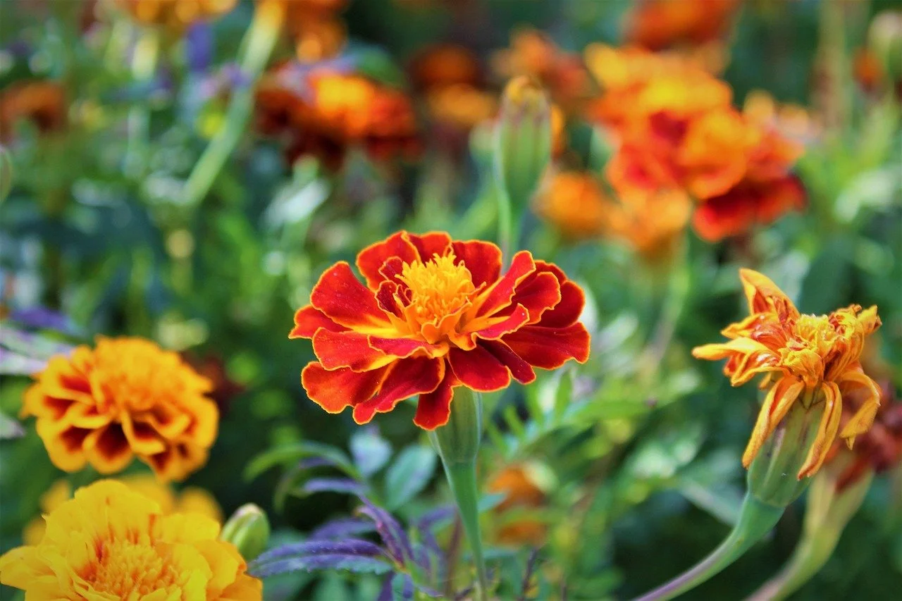 Tagetes, Marigold (Absolute) Essential Oil