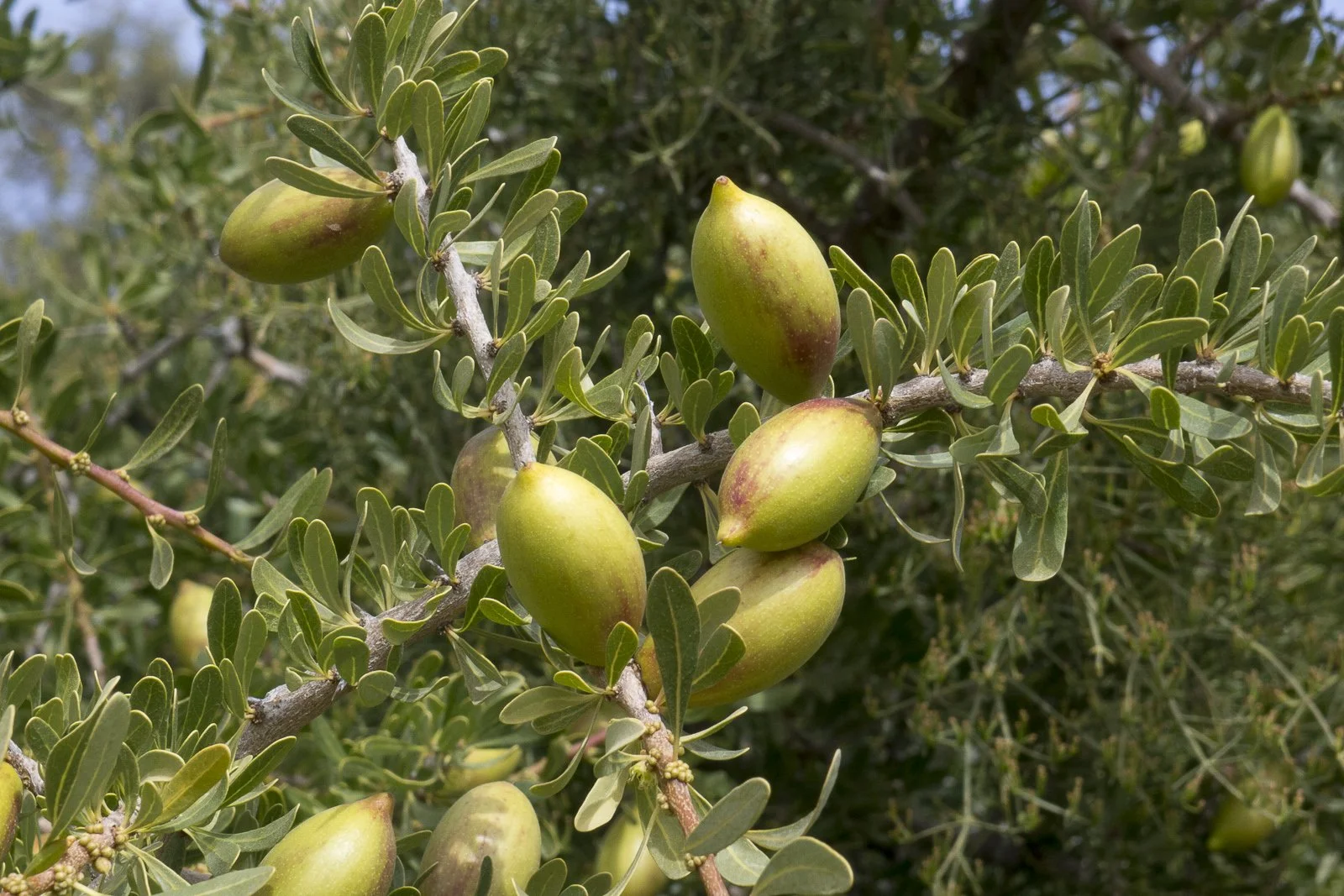 Argan Oil (Moroccon Oil)