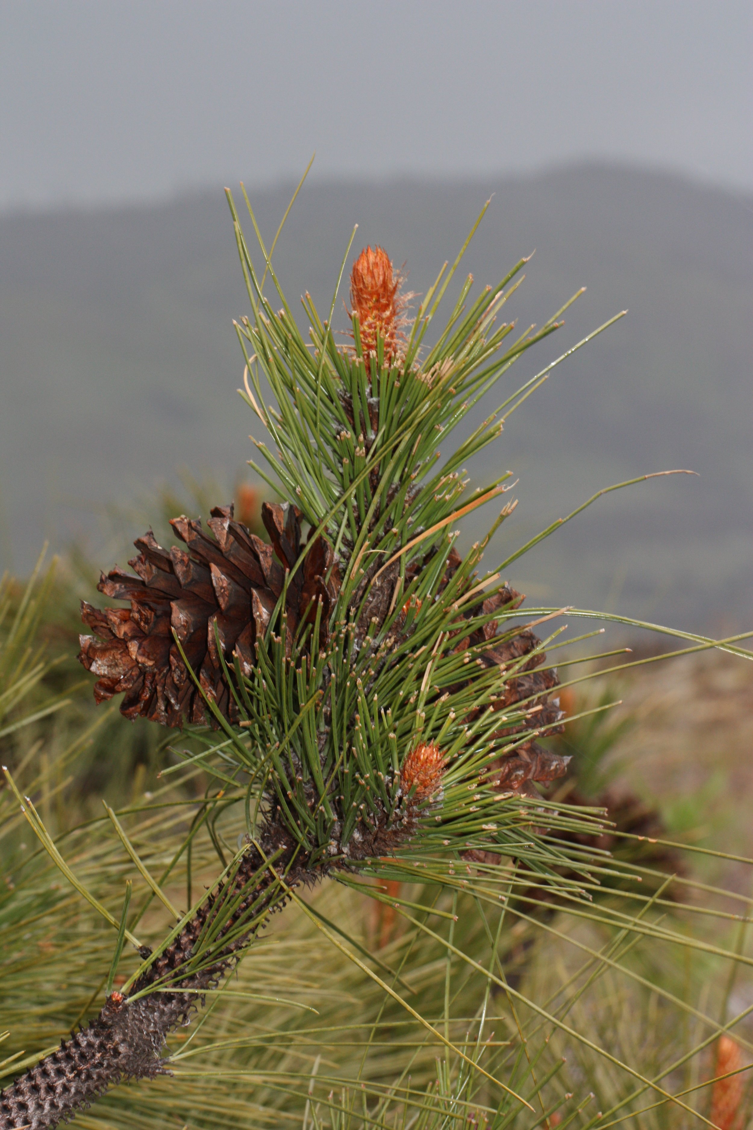 Pine (Ponderosa) (Cones Only)