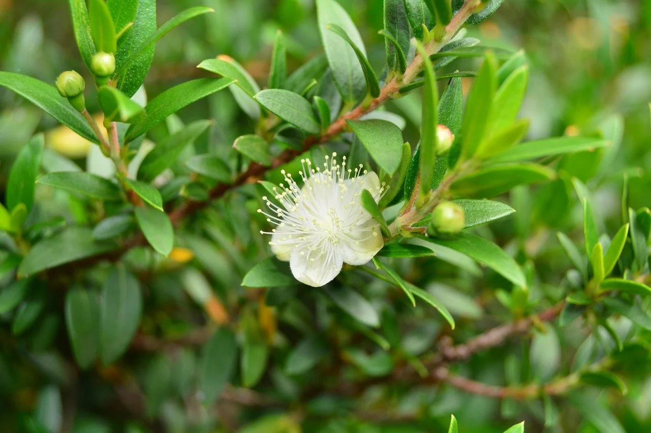 Myrtle, (Cineoliferum)