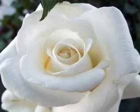 white-rose-.webp