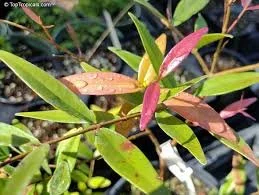 Clove Bud Essential Oil (Wild)