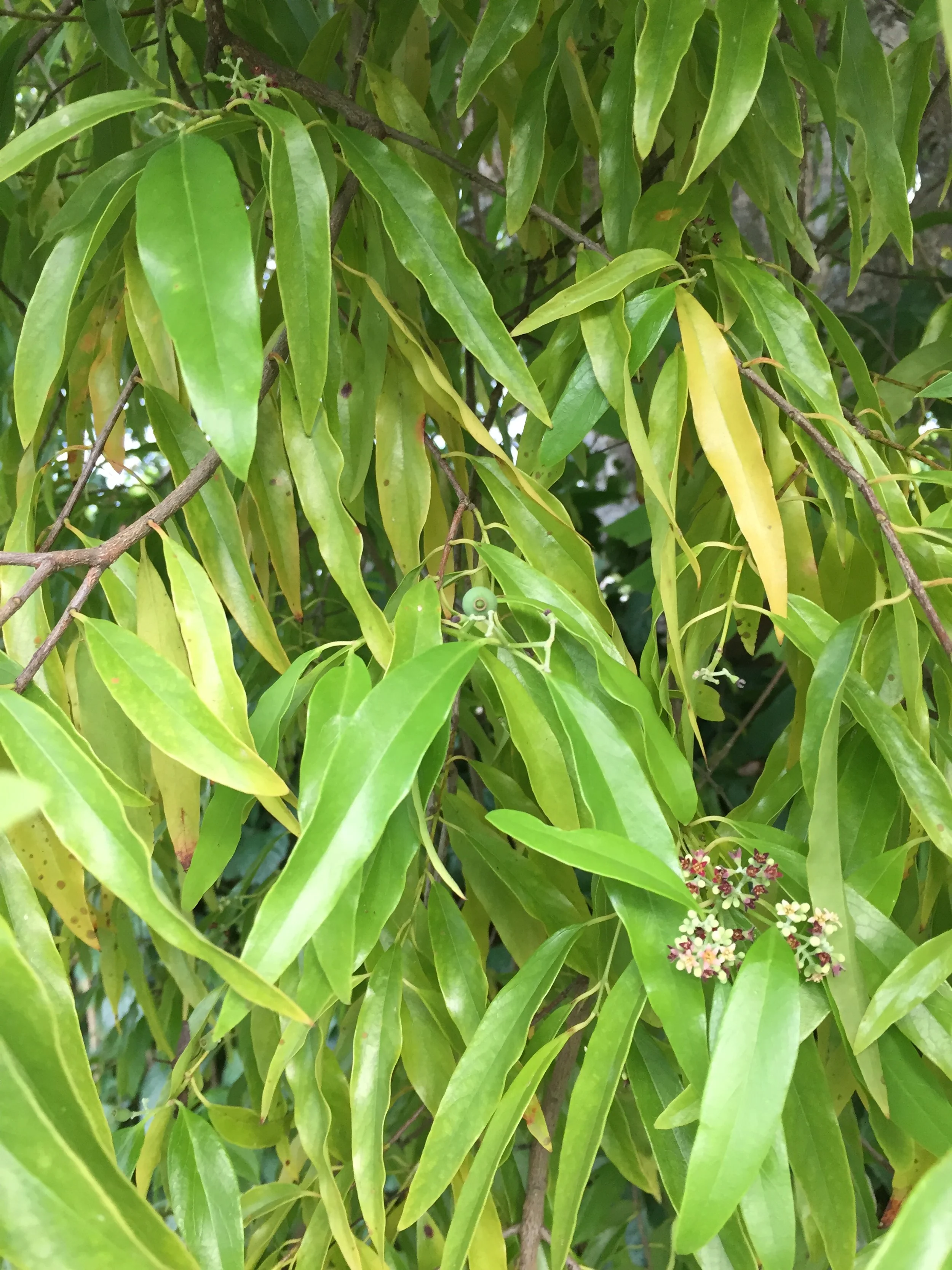 Sandalwood (South Pacific) (Organic)