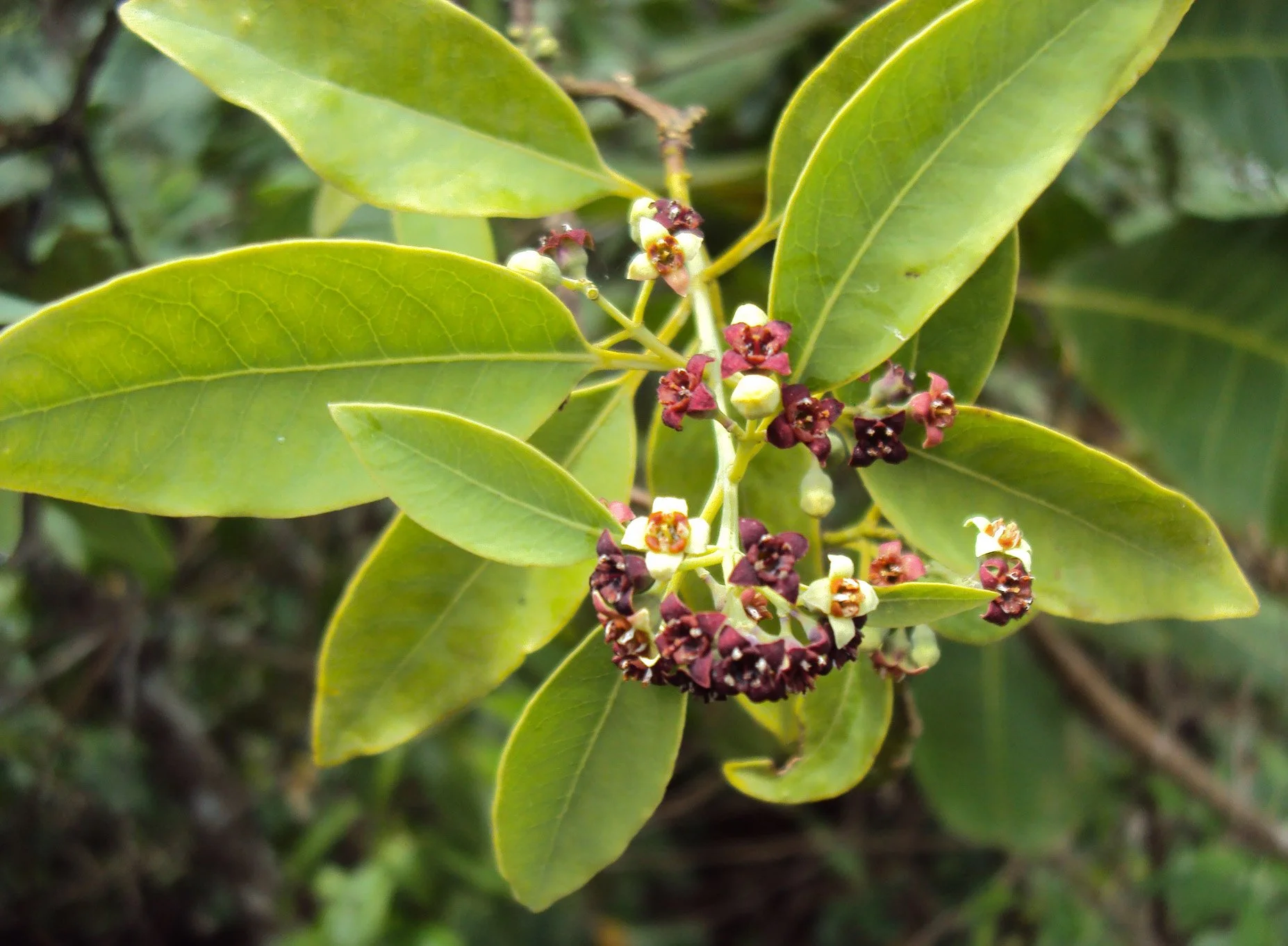 Sandalwood (Spicatum) (Wild)