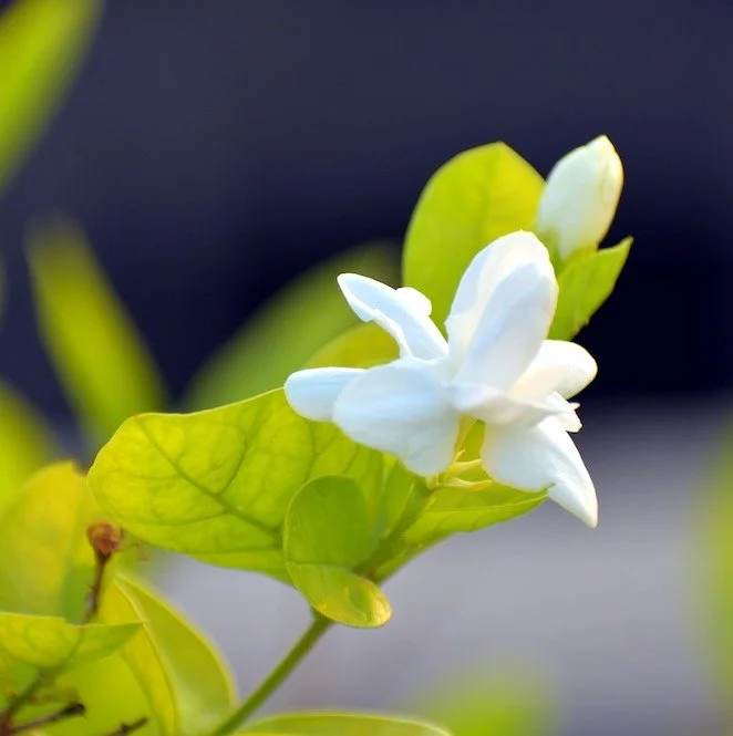 Jasmine (Sambac) (Absolute) (India)