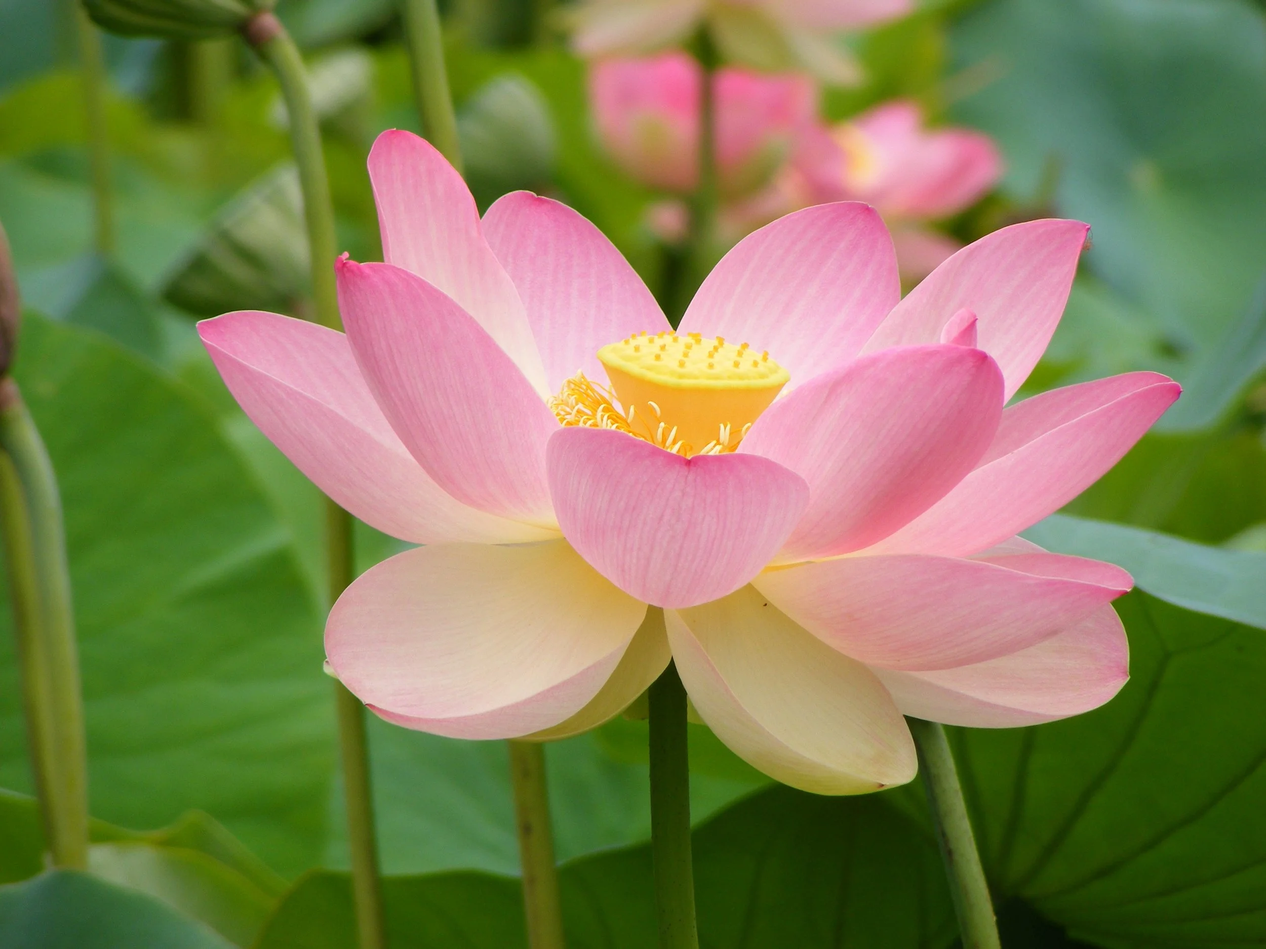 Lotus, Pink (Absolute)