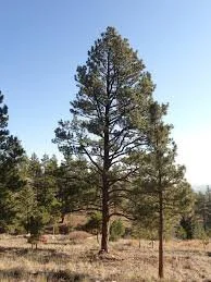 Pine (Ponderosa)