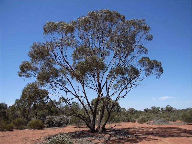 Eucalyptus (Blue Mallee) (Wild)