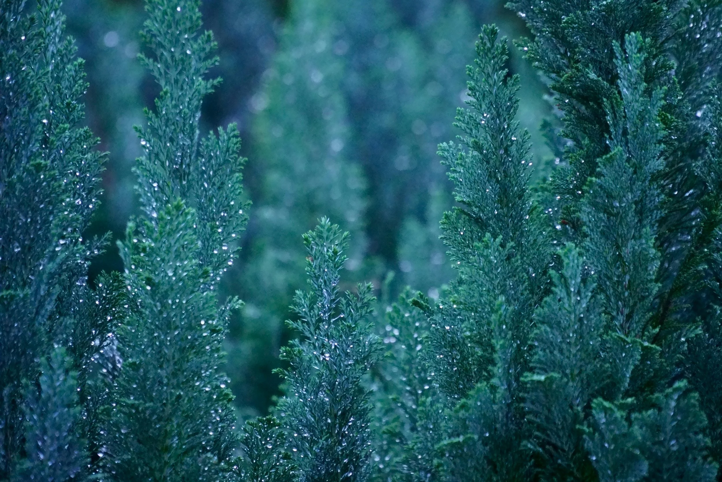 Cypress, Blue Essential Oil (Wild)