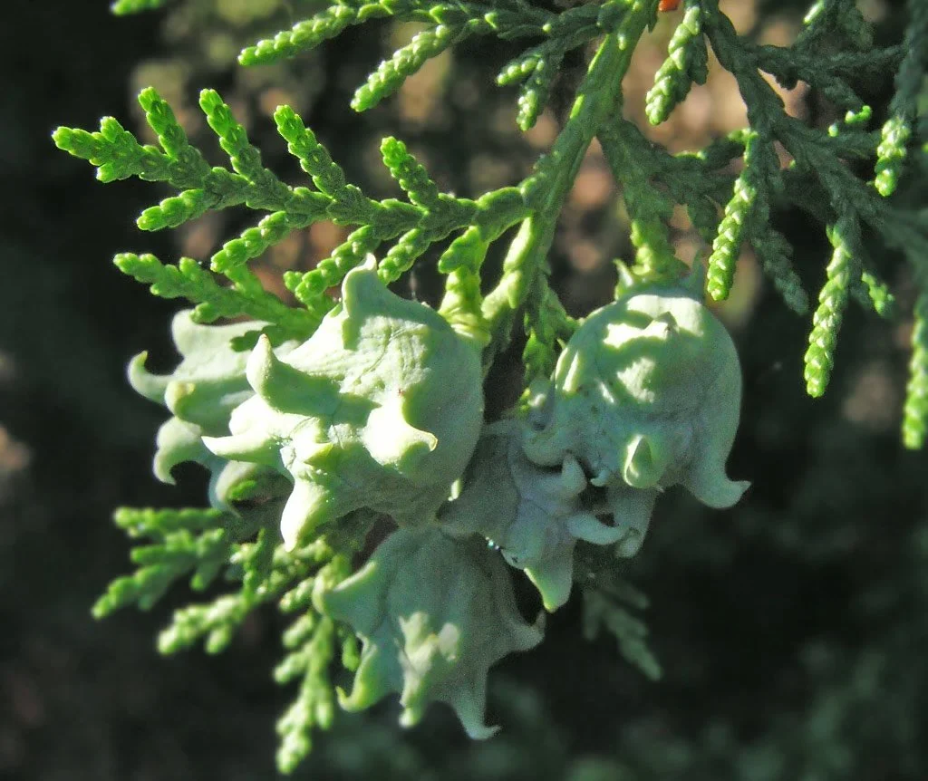 Thuja Orientalis