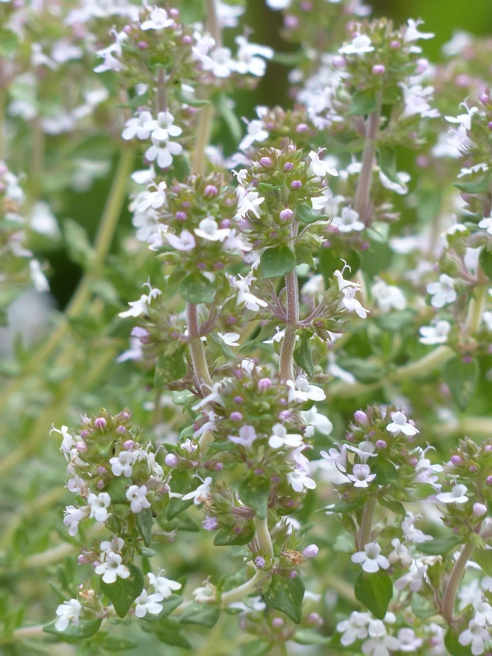 Thyme (Borneol Type)
