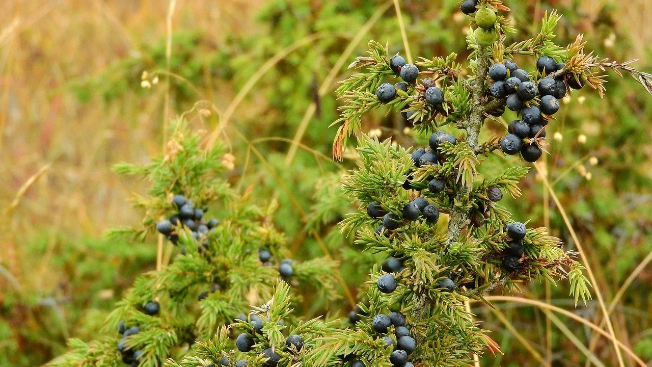 Juniper Berry, Highland (Nepal) (Berries Only)
