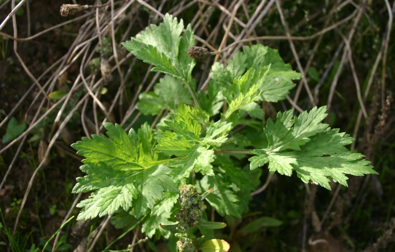 Artemisia Vulgaris Linn (Titepati)