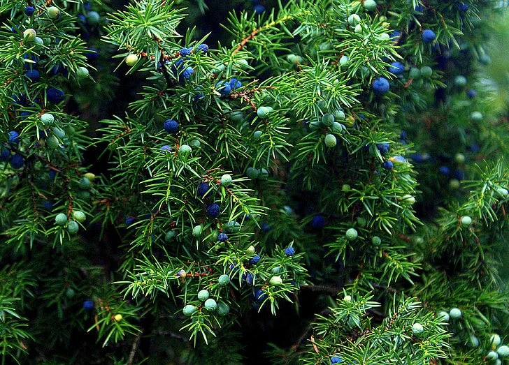 Juniper Berry, (Albania) Berries Only