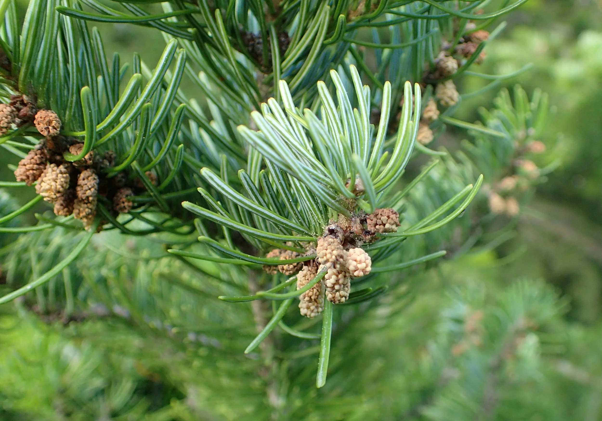 Fir Needle, (Siberian)