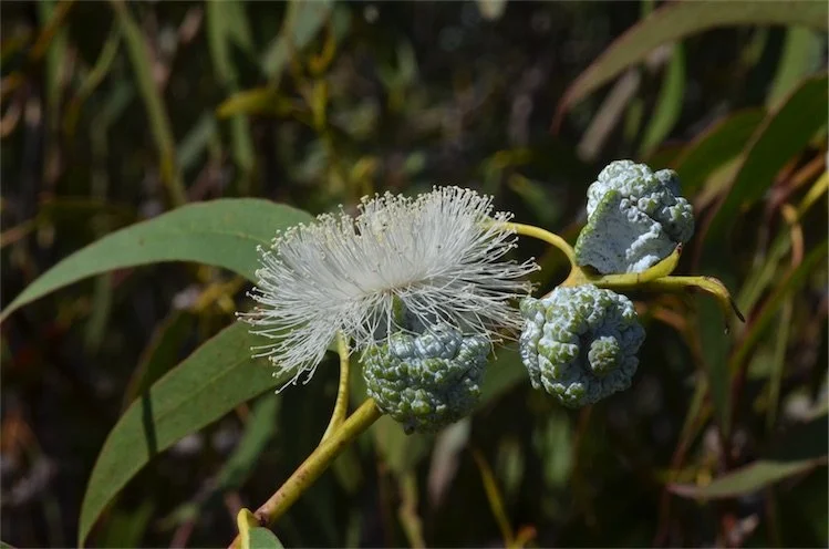 Eucalyptus, (Blue Gum)