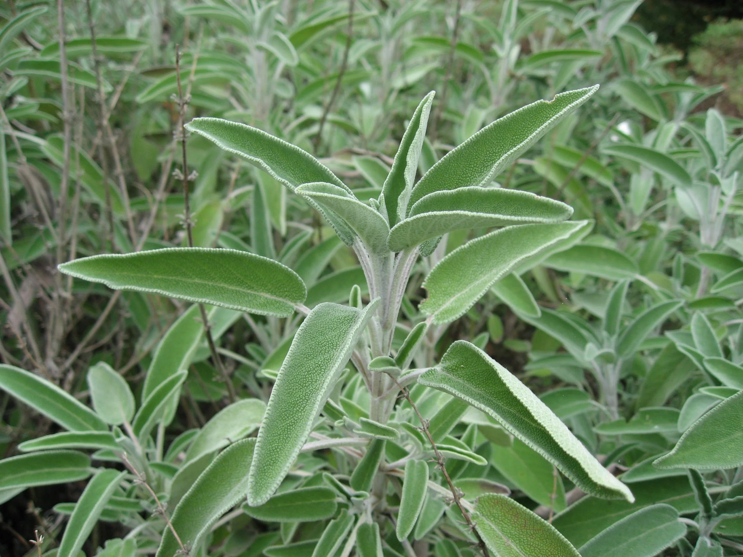 Sage (True) (Common)