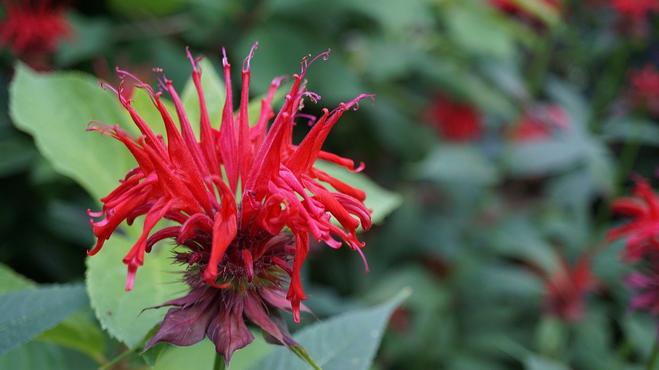 Monarda Fistulosa