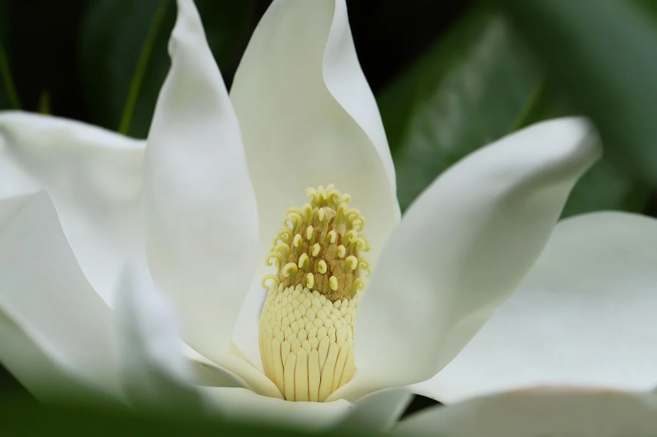 Magnolia Blossom