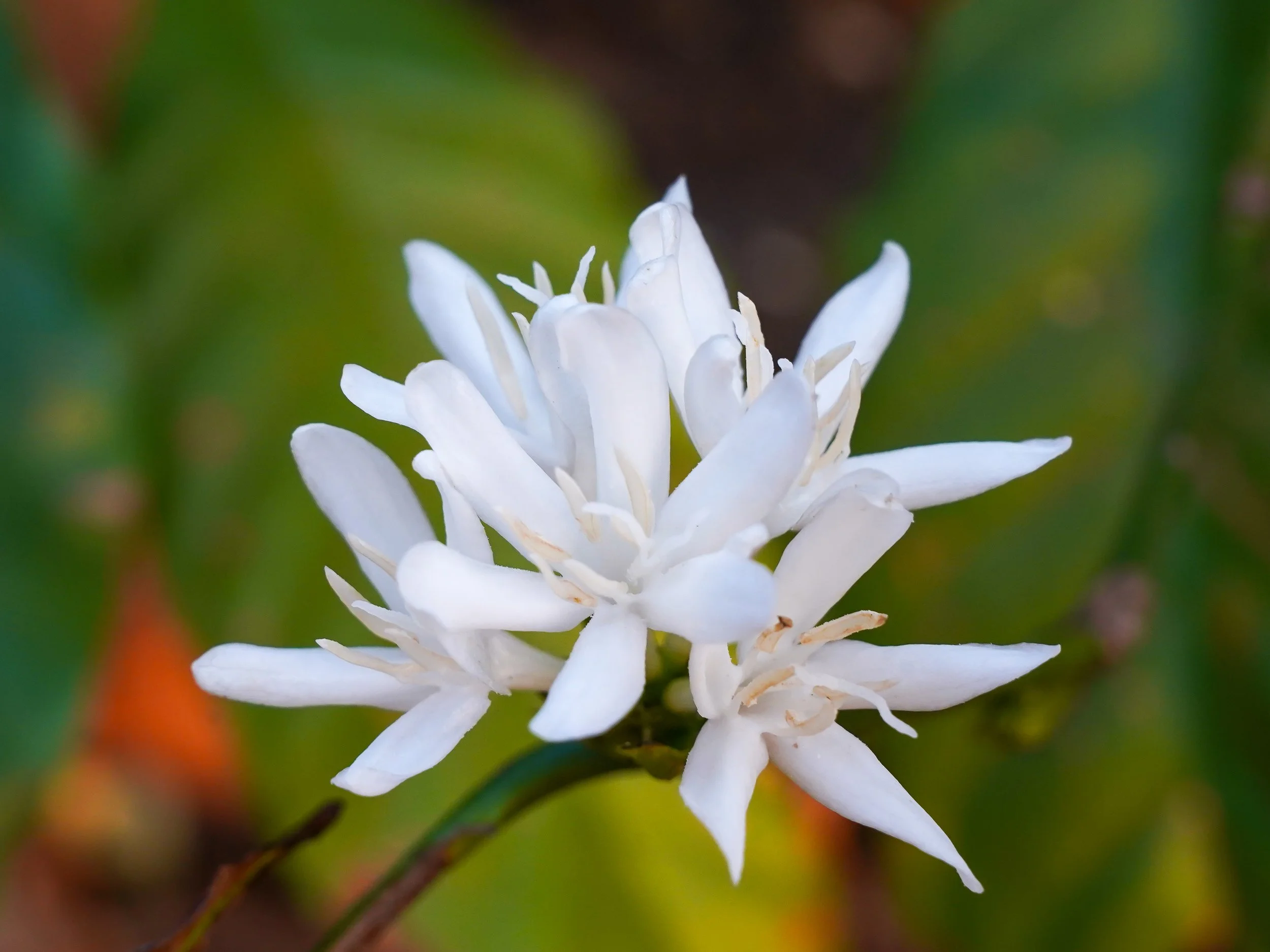 Coffee Flower (Absolute)