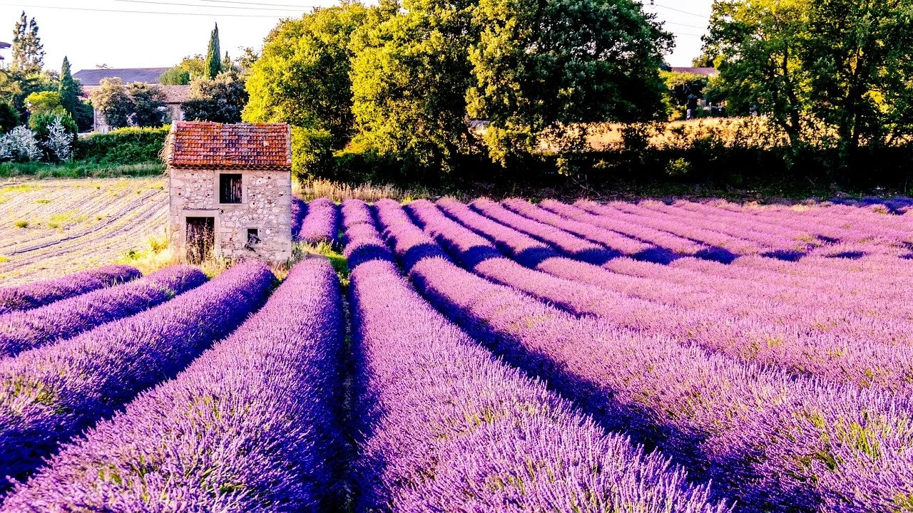 Collection: Lavenders from around the world
