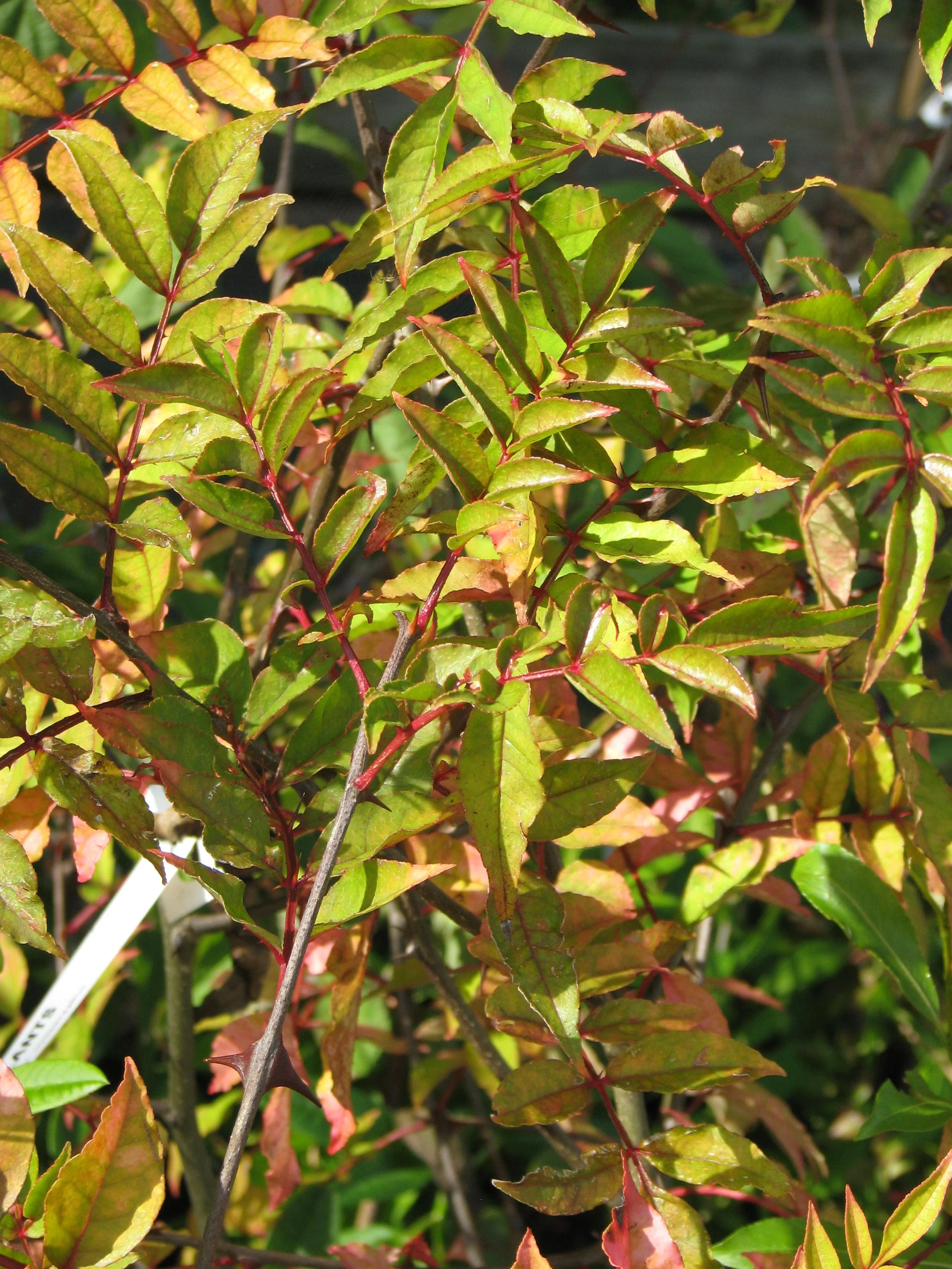 Zanthoxylum (Timoor)