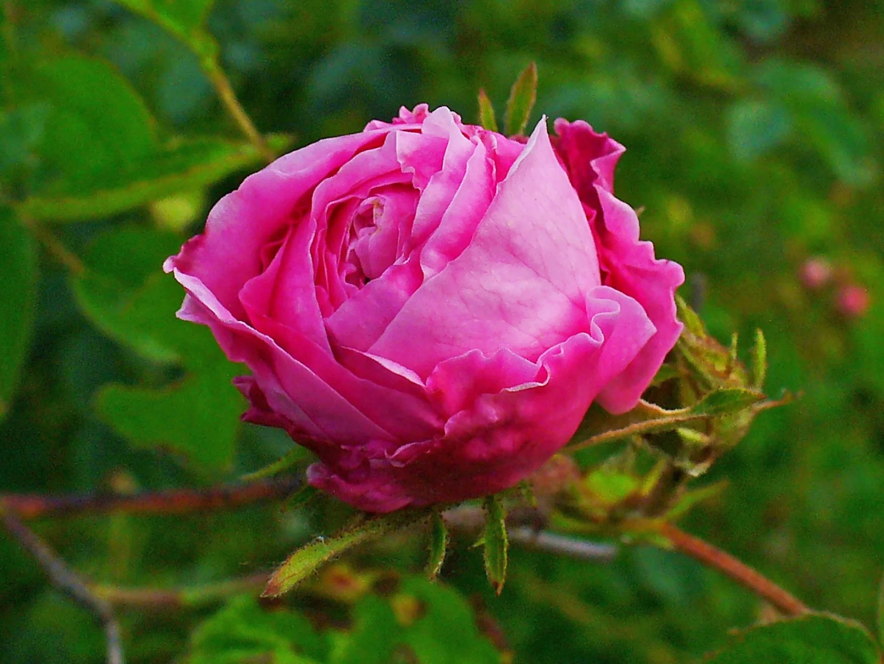 Rose (Steam Distilled) (Bulgaria)