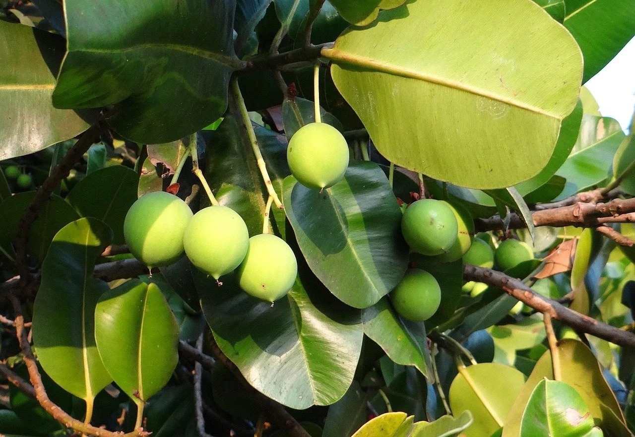 Foraha (Tamanu)