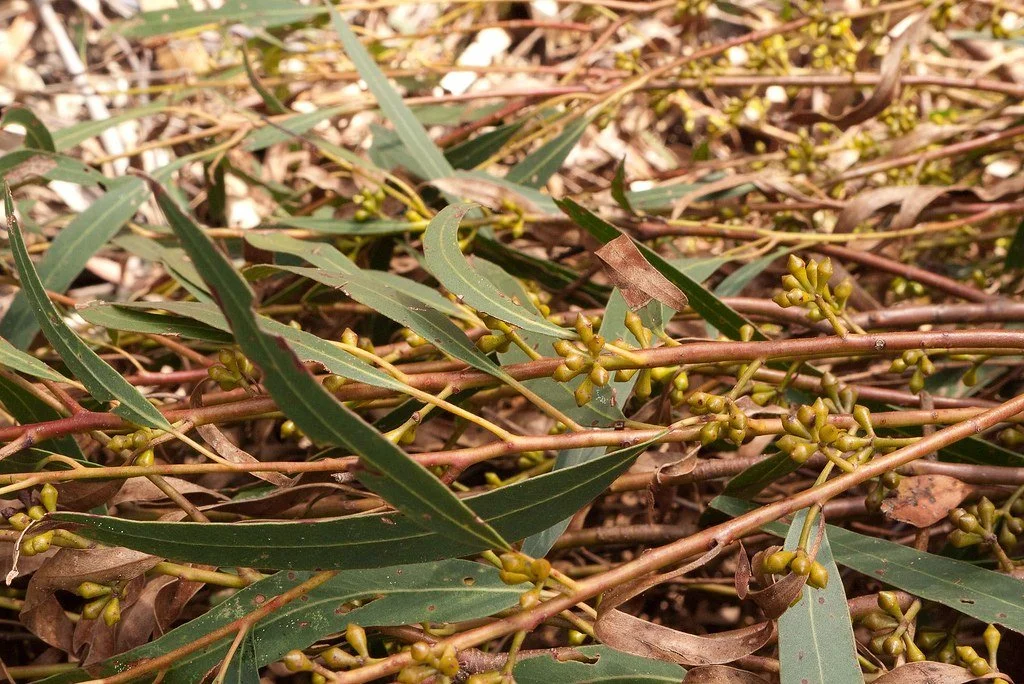 Eucalyptus (Gully Gum) Essential Oil (Wild)