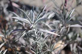Sage (White) (Apiana) (Wild)