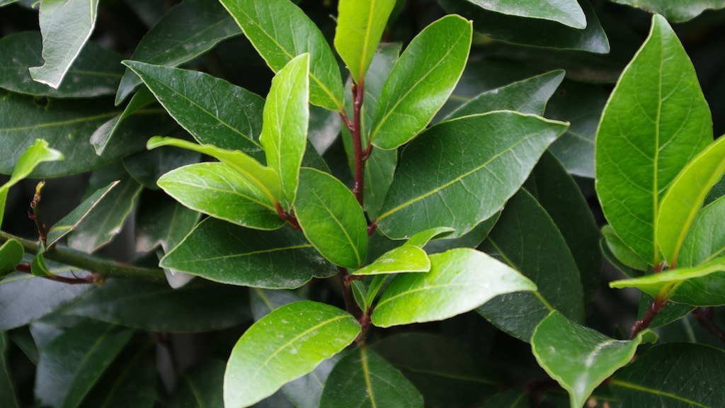 Laurel Leaf, (Bay)