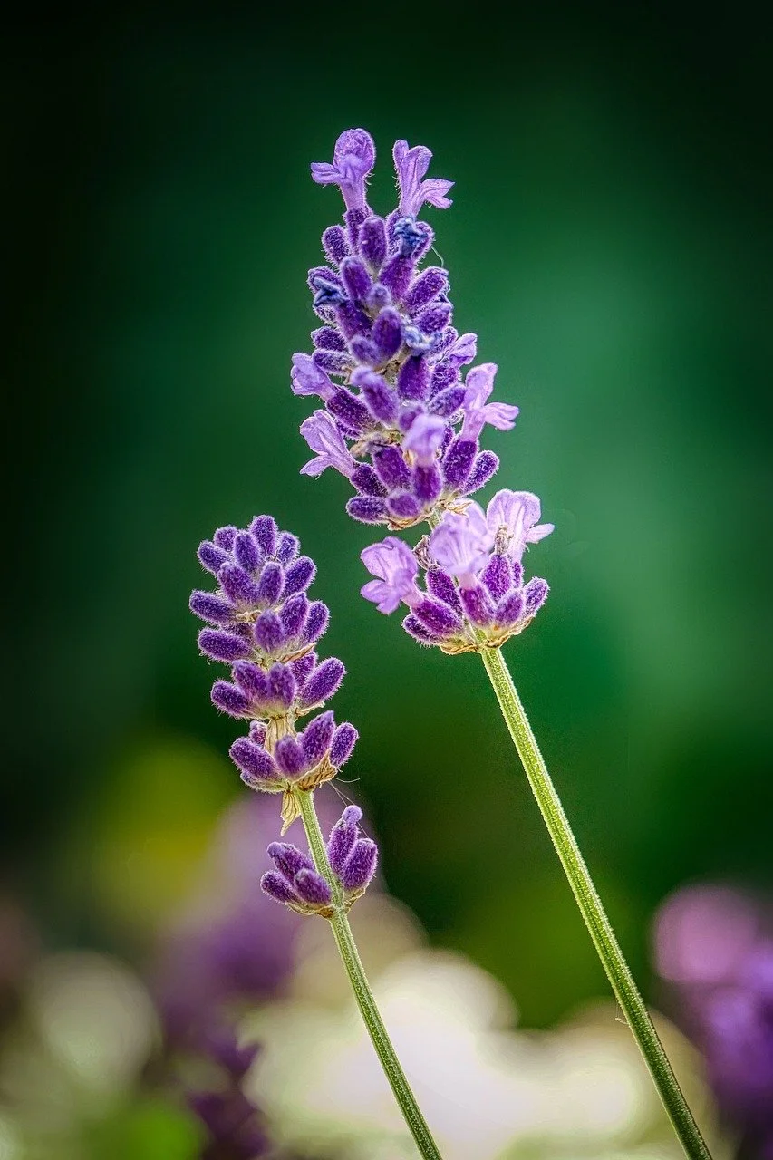 Lavender NW, (Oregon)