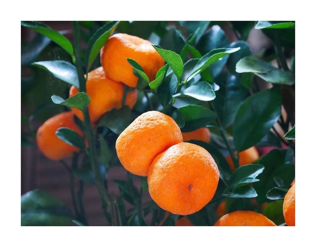 Mandarin, (European Tangerine)