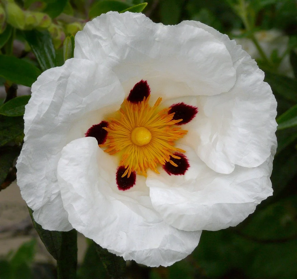 Cistus, (Rock Rose) (Steam Distilled)