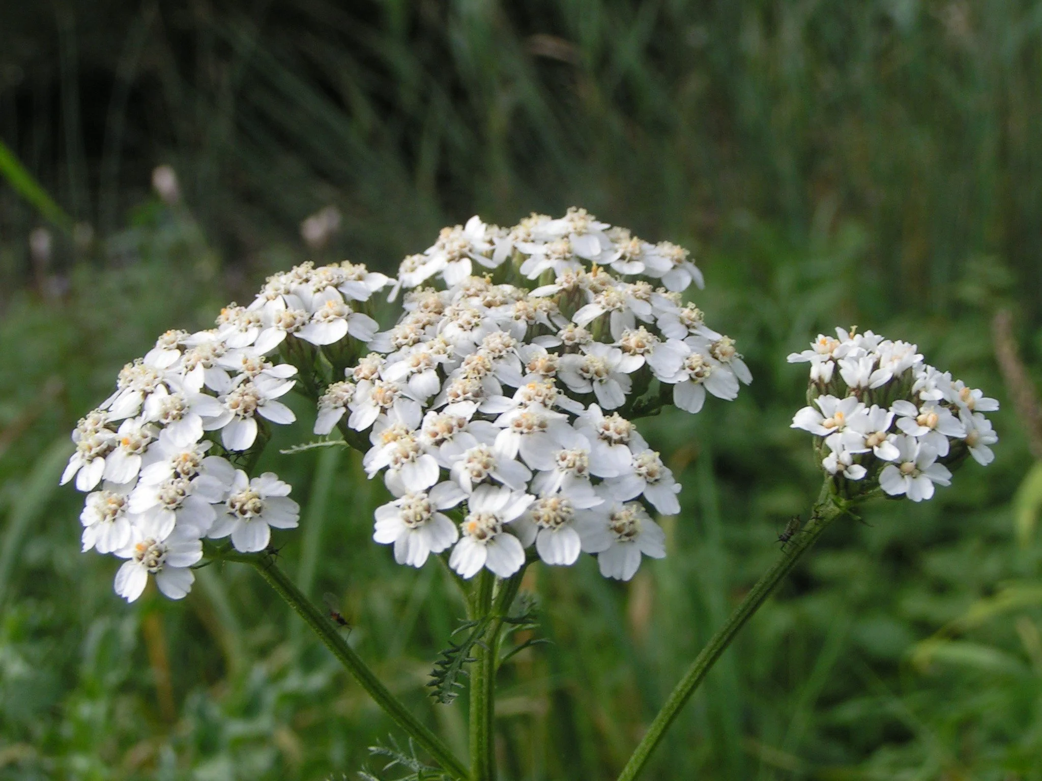 Yarrow (Blue)