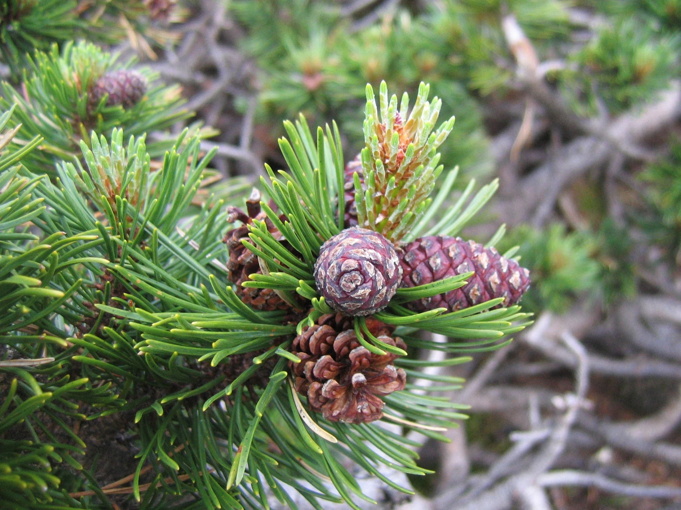 Pine (Mugo)