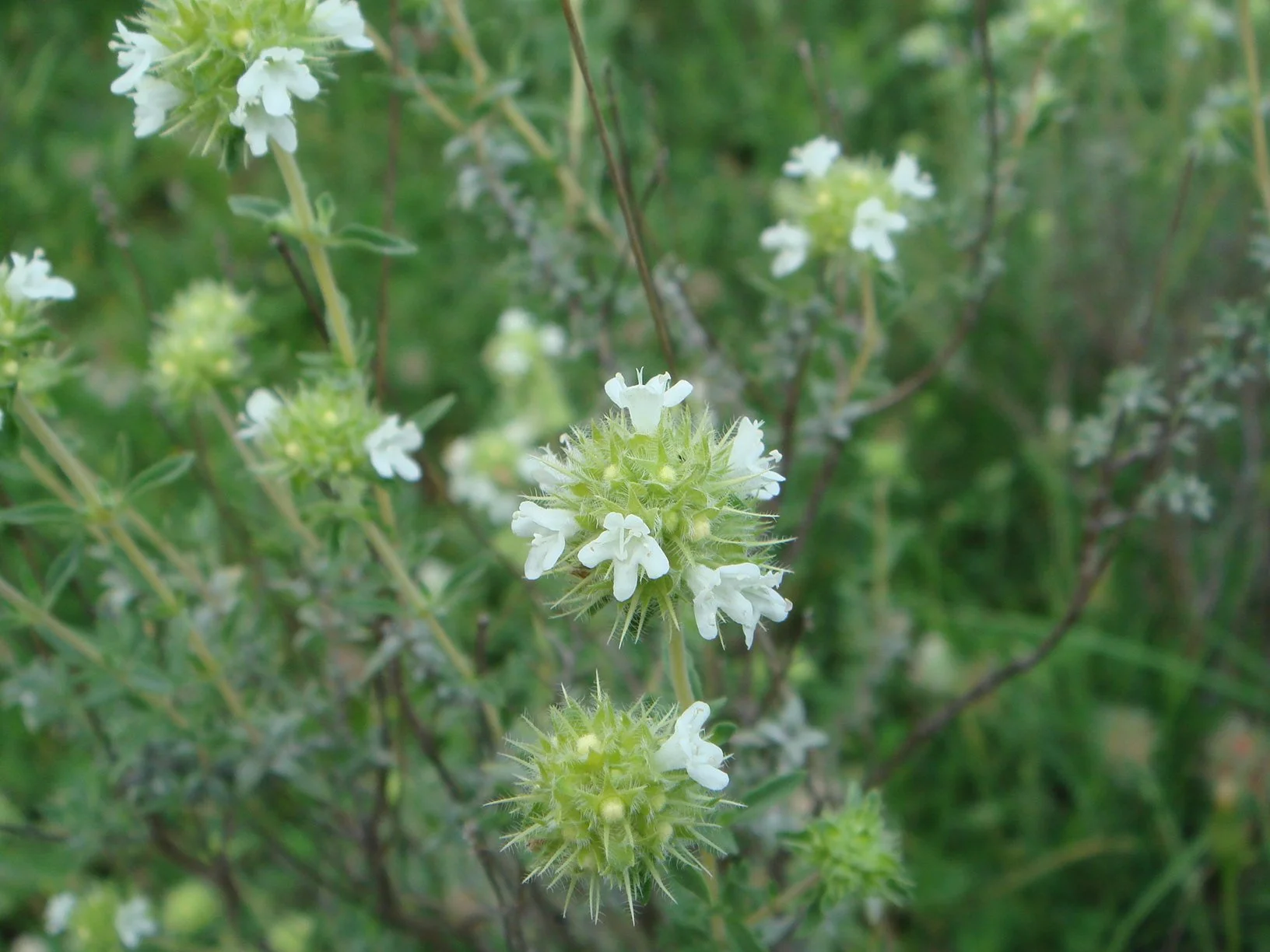 Marjoram, (Cineole)